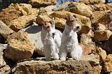 FOX TERRIER 105